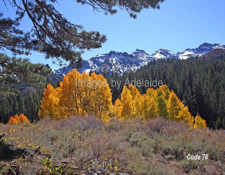 Aspen Autumn Colors